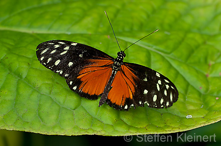 019 Tiger-Passionsfalter - Heliconius ismenius